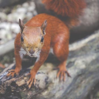 Red squirell close up