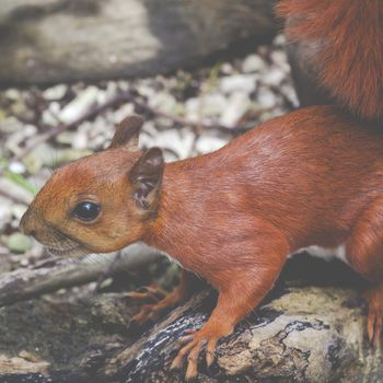 Red squirell close up