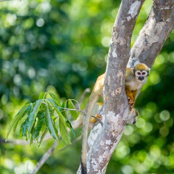 A black-capped squirrel monkey sitting on a tree (Saimirinae Saimiri boliviensis) 