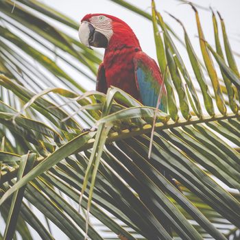 A blue and yellow mackaw parrot