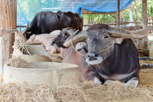 Buffalos in corral,Thailand