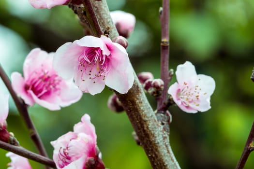 Detail of peach blossom in spring time.