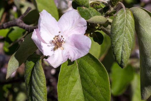 The flower and the green leaves of quince tree