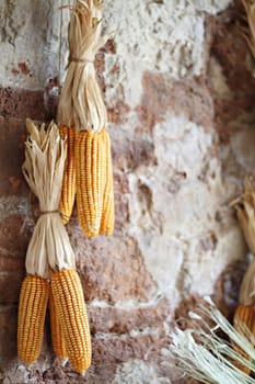 Bunch of yellow dried corn hanging on the brick wall at rural rustic farm house