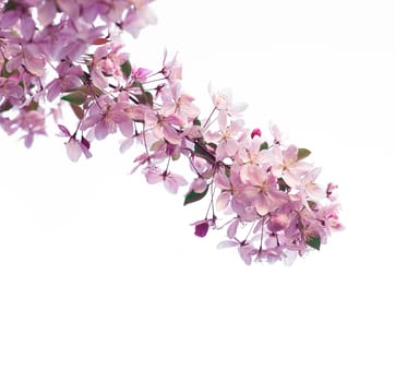 branch of cherry blossoms isolated on white background.