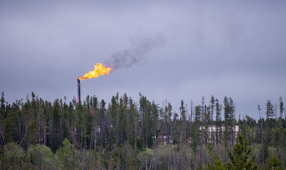 Flare stack with flames above treeline in oilfield on grey day