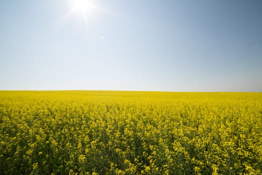 Yellow canola crop farm field with sun shining down