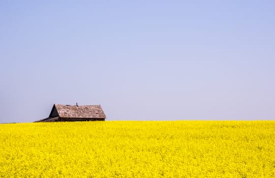 Canola crop farm field with barn on horizon