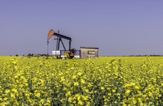 Oil well pumpjack in a farm field of canola