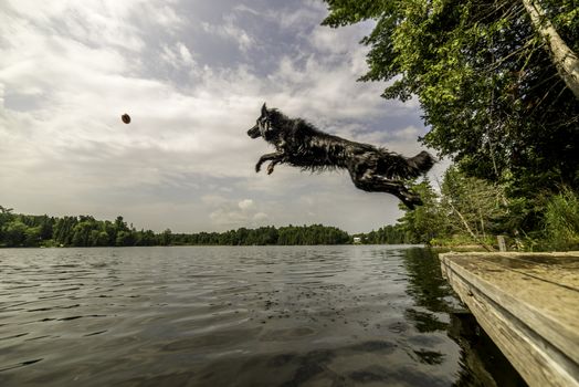 Black dog jumping into lake after ball summertime