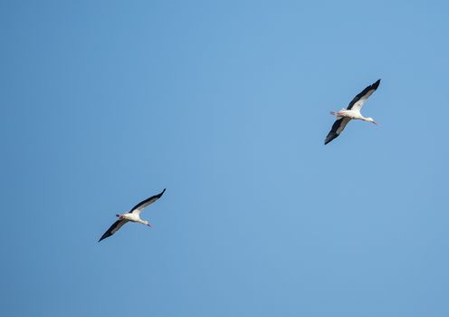 Storks and Grey Cranes on a field and in the air near the City of Erlangen, Germany.