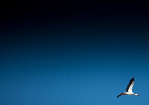 Storks and Grey Cranes on a field and in the air near the City of Erlangen, Germany.