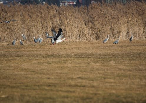 Storks and Grey Cranes on a field and in the air near the City of Erlangen, Germany.