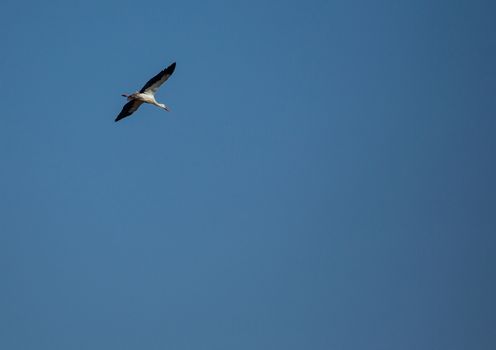 Storks and Grey Cranes on a field and in the air near the City of Erlangen, Germany.