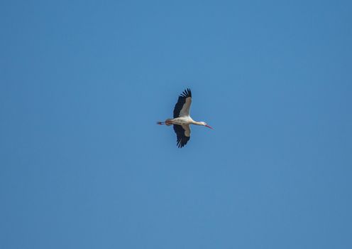 Storks and Grey Cranes on a field and in the air near the City of Erlangen, Germany.