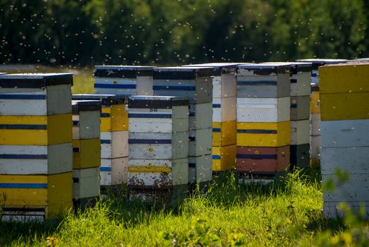 Colorful bee hives on hot summer day in field