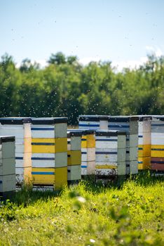 Colorful bee hives on hot summer day in field