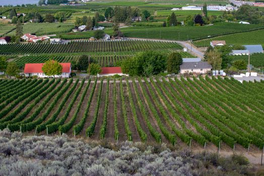 Rows of grape vines and vineyards on summer day