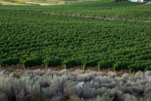 Edge of a vineyard with rows of grape vines