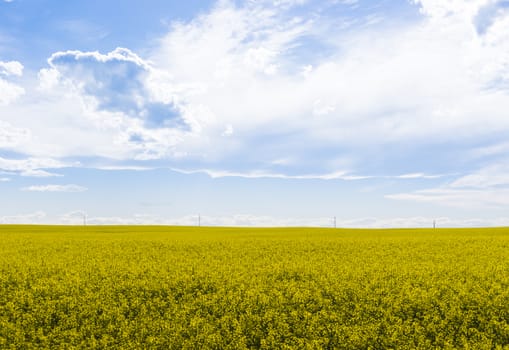 Canola crop farm field with powerlines on horizon