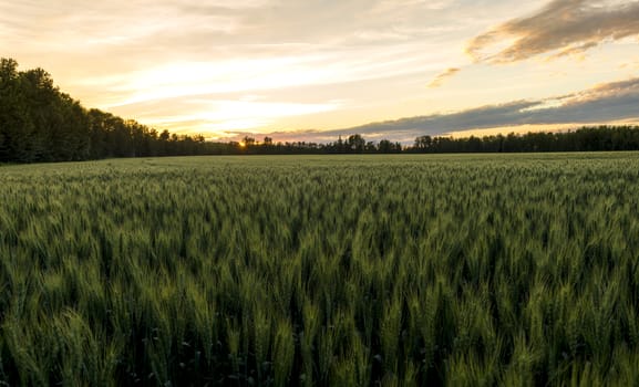 Wheat field surrounded by trees at sunset during summer