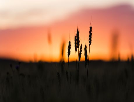 Grain head of wheat, triticum, triticeae plant silhouetted against sunset