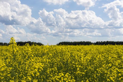 Canola crop farm field with blue sky and clouds during summer