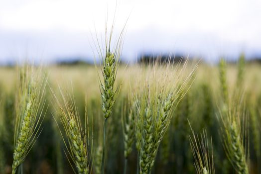 Grain head of wheat, triticum, triticeae plant against field background
