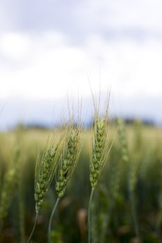 Grain head of wheat, triticum, triticeae plant against field background
