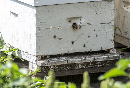 Honey bees entering and exiting a hive during the day