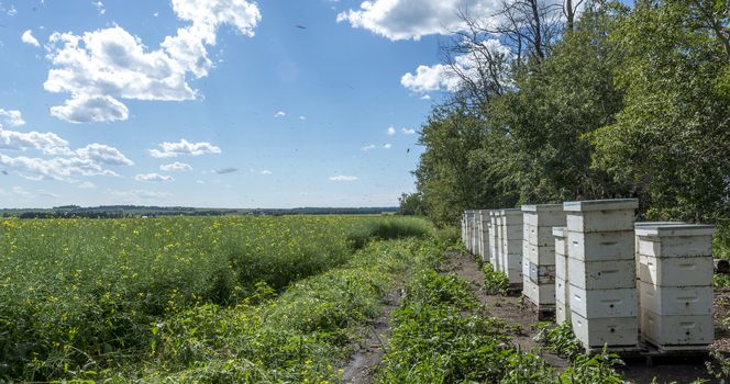 Stacks of bee hives on the edge of a farm field