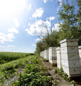 Stacks of bee hives on the edge of a farm field