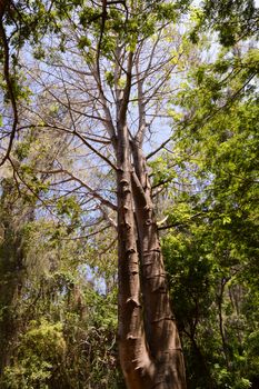 Tree with two trunks in a park in Mombasa in Africa in Kenya