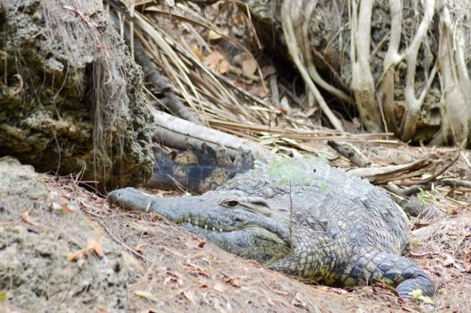 One alligators stretch along the bank in a park in Mombasa, Kenya