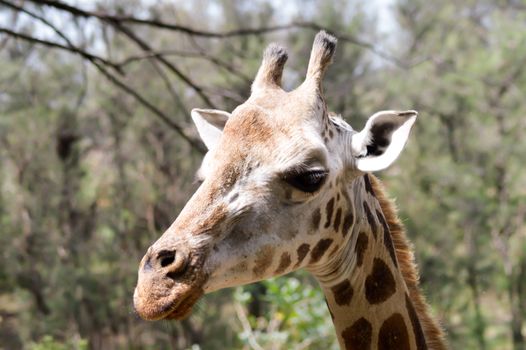 Giraffe head in a park in Mombasa, Kenya