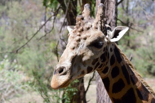 Giraffe head with several abscesses in a park in Mombasa, Kenya