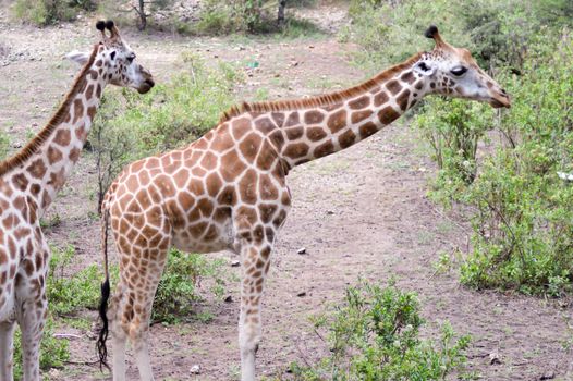 Two giraffes in a park in Mombasa, Kenya