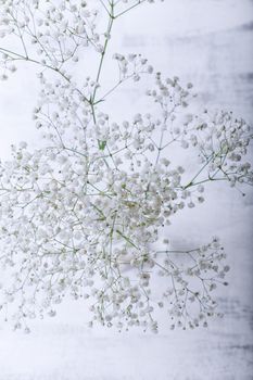 White flowers of gypsophila on a white background