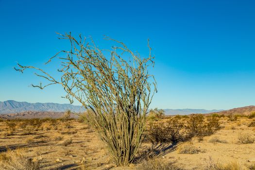 Ocotillo is not a true cactus. For much of the year, the plant appears to be an arrangement of large spiny dead sticks, although closer examination reveals that the stems are partly green. With rainfall, the plant quickly becomes lush with small (2–4 cm), ovate leaves, which may remain for weeks or even months.