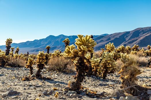 The "jumping cholla" name comes from the ease with which the stems detach when brushed. Often the merest touch will leave a person with bits of cactus hanging on their clothes to be discovered later when either sitting or leaning on them.