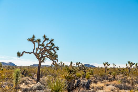 Joshua Tree National Park is a vast protected area in southern California. It's characterized by rugged rock formations and stark desert landscapes.