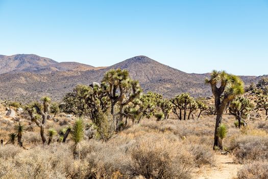 Joshua Tree National Park is a vast protected area in southern California. It's characterized by rugged rock formations and stark desert landscapes.