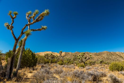 Joshua Tree National Park is a vast protected area in southern California. It's characterized by rugged rock formations and stark desert landscapes.