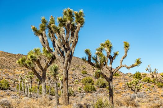 Joshua Tree National Park is a vast protected area in southern California. It's characterized by rugged rock formations and stark desert landscapes.