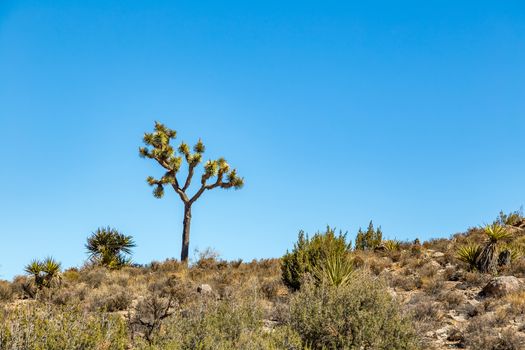 Joshua Tree National Park is a vast protected area in southern California. It's characterized by rugged rock formations and stark desert landscapes.