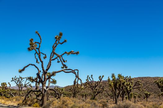 Joshua Tree National Park is a vast protected area in southern California. It's characterized by rugged rock formations and stark desert landscapes.