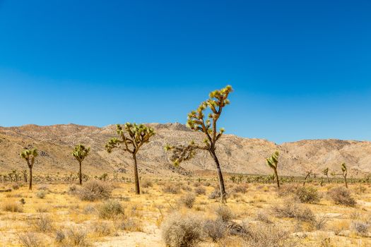 Joshua Tree National Park is a vast protected area in southern California. It's characterized by rugged rock formations and stark desert landscapes.