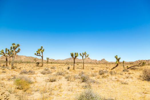 Joshua Tree National Park is a vast protected area in southern California. It's characterized by rugged rock formations and stark desert landscapes.