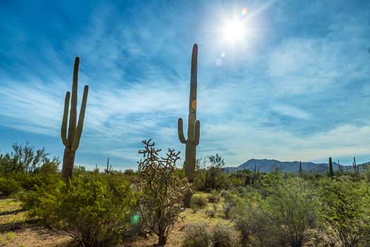 Saguaro National Park in southern Arizona is part of the National Park System in the United States. The park preserves the desert landscape, fauna, and flora in two park districts, one east and the other west of Tucson.