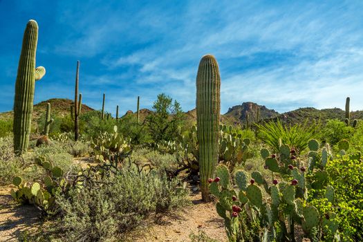 Saguaro National Park in southern Arizona is part of the National Park System in the United States. The park preserves the desert landscape, fauna, and flora in two park districts, one east and the other west of Tucson.